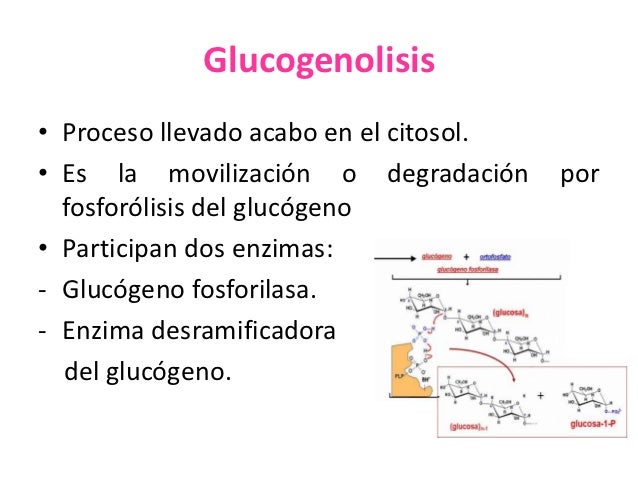 Glucogénesis
